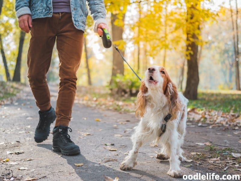 Do Dogs Have Different Accents