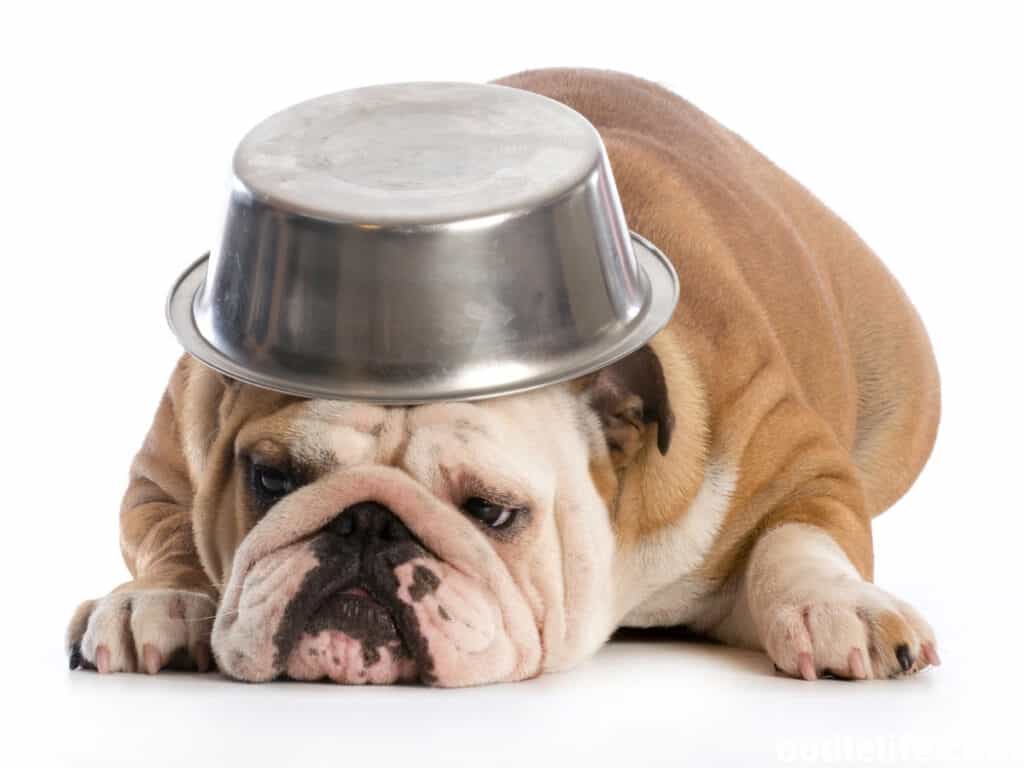 Can A Water Puppy Survive