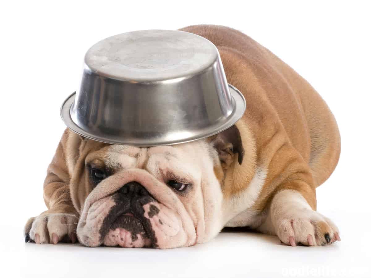 Why Does My Dog Flip His Water Bowl? [Fixes] Oodle Life