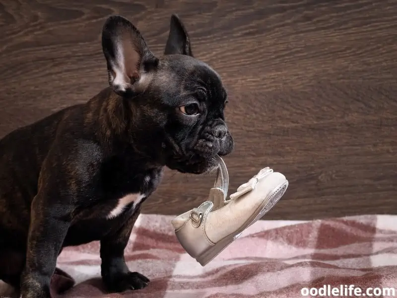dog chews shoe