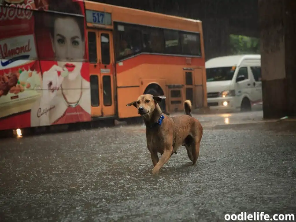 dog crossing the street