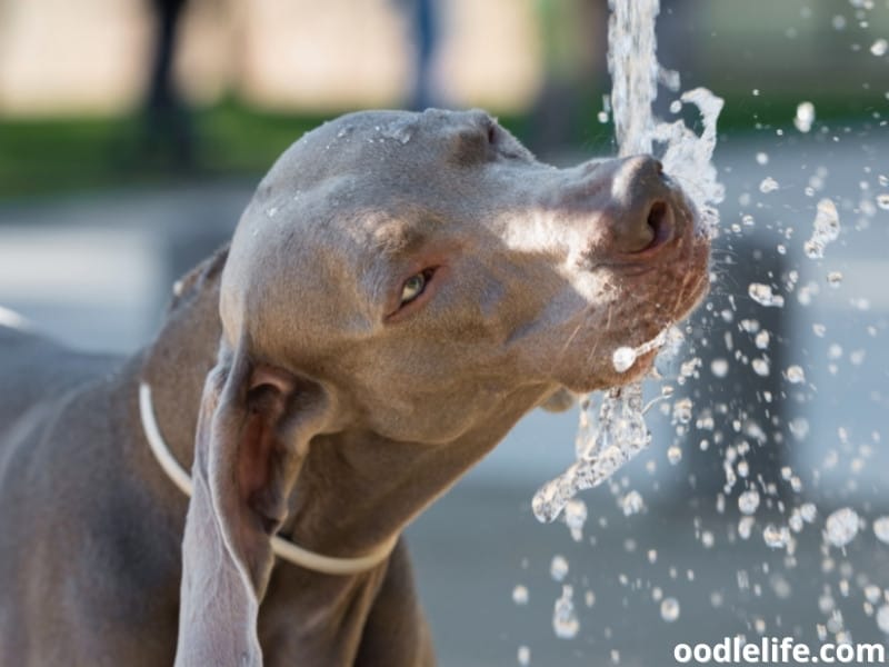 dog drinks