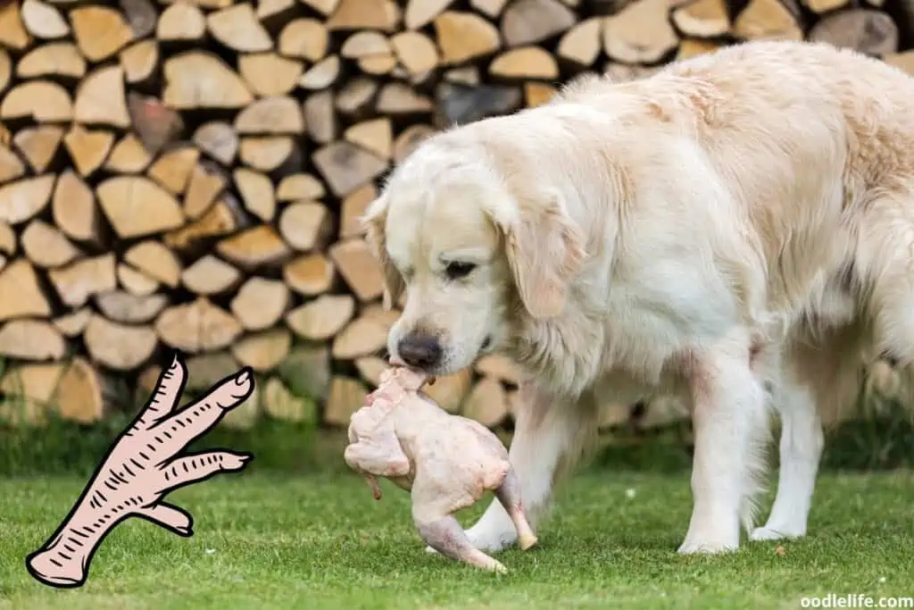 a dog eating an entire raw chicken