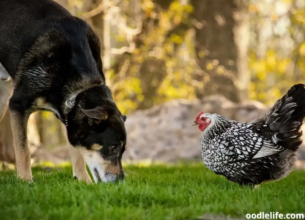 dog eats chicken poop