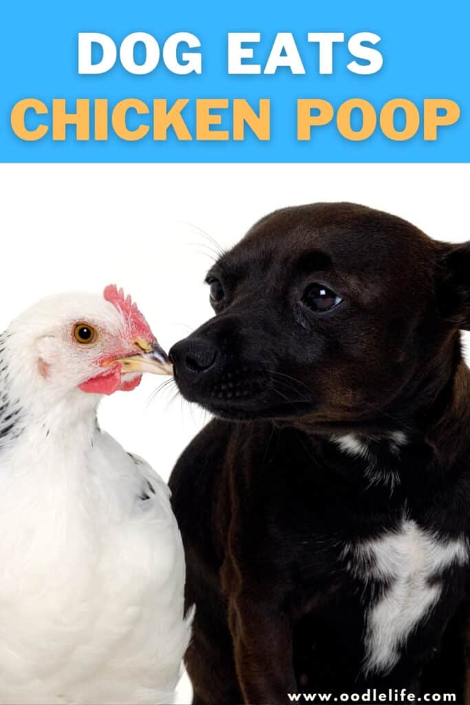 Can Chicken Poop Make Dogs Sick 