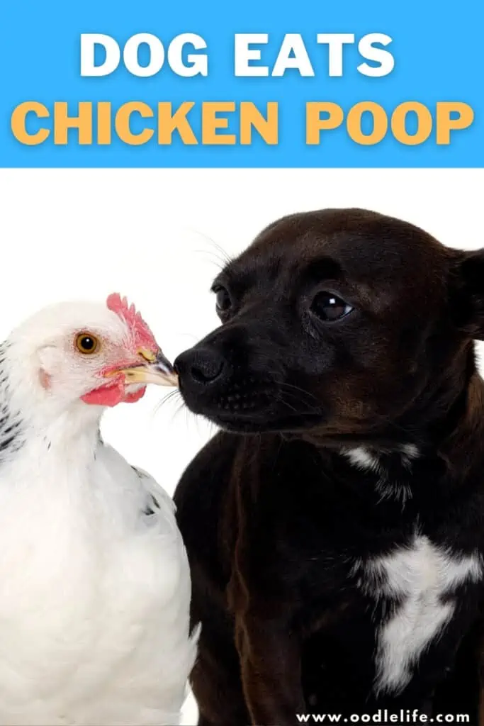 dog eats chicken poop