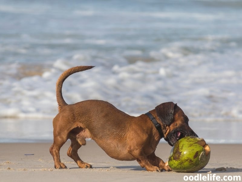 dog eats coconut