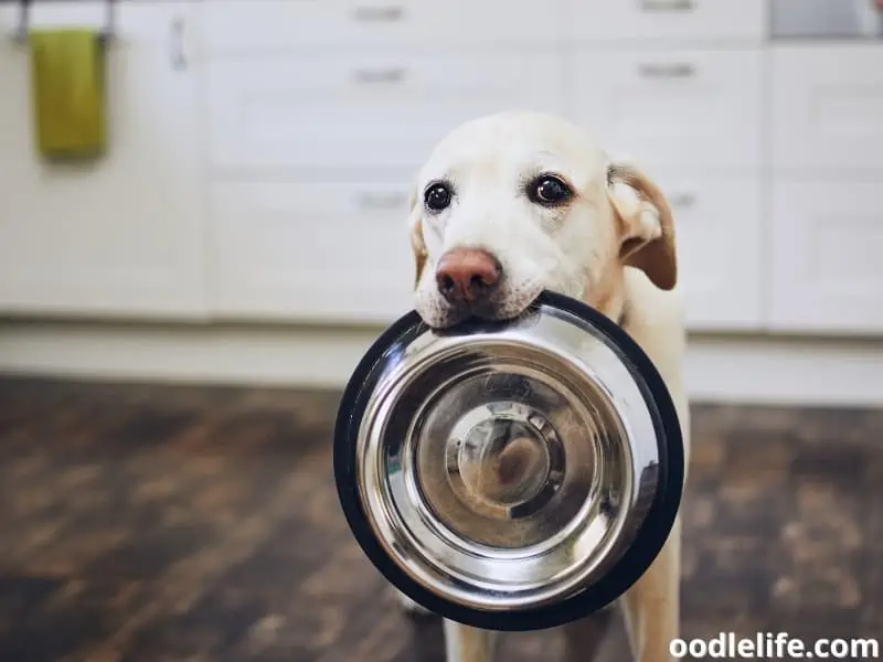 dog feeding bowl