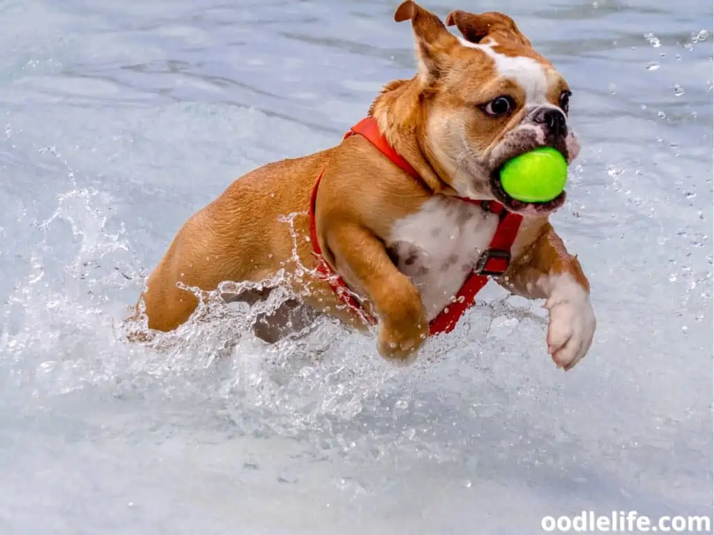 dog fetch in the water