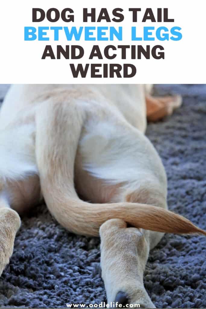 dog has tail between legs and acting weird