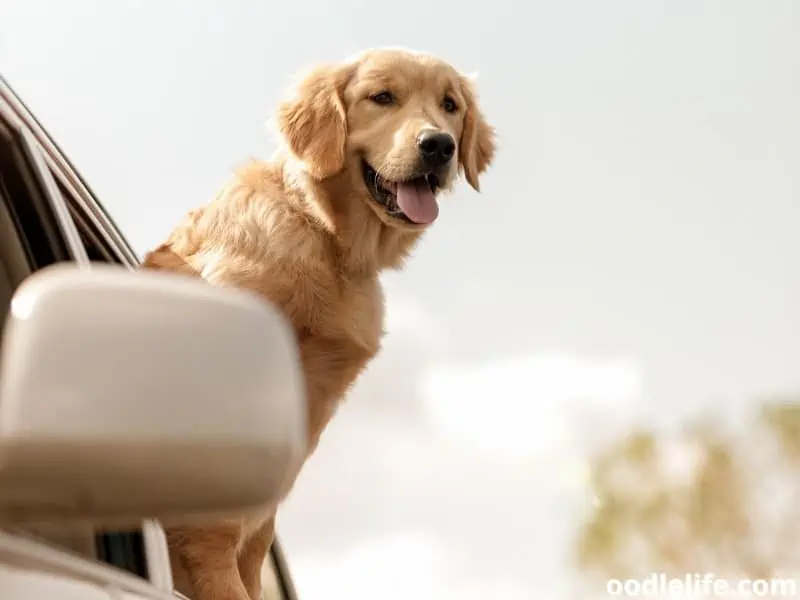 dog in a car