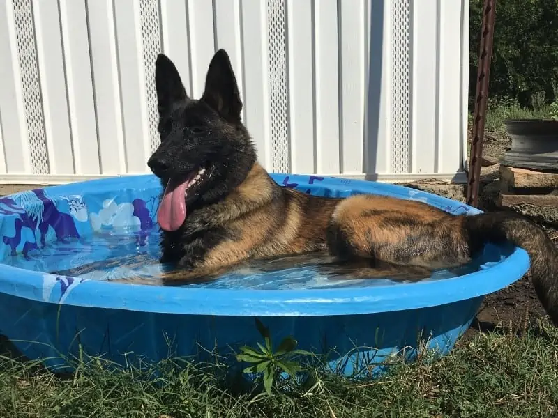 dog in a kiddie pool