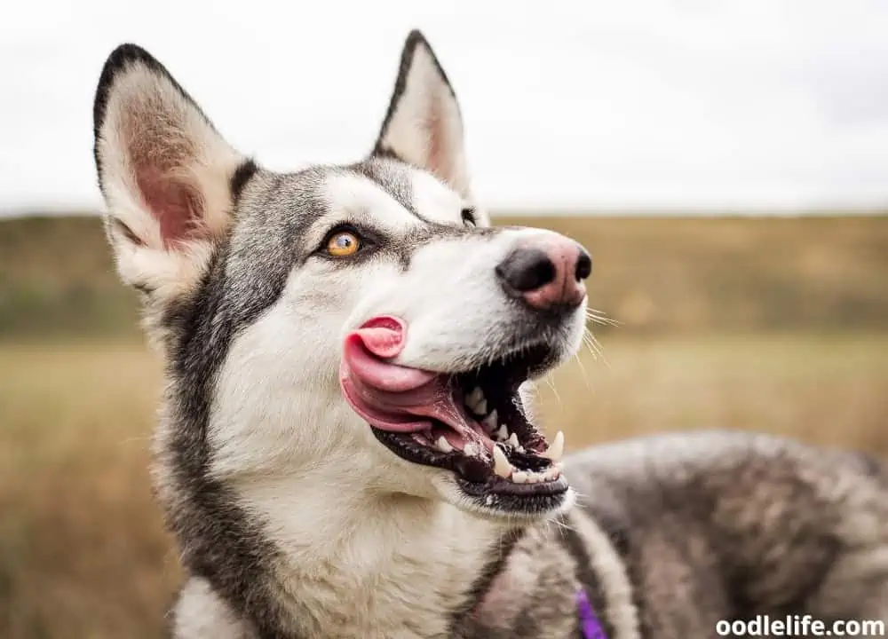 dog keeps burping and licking lips