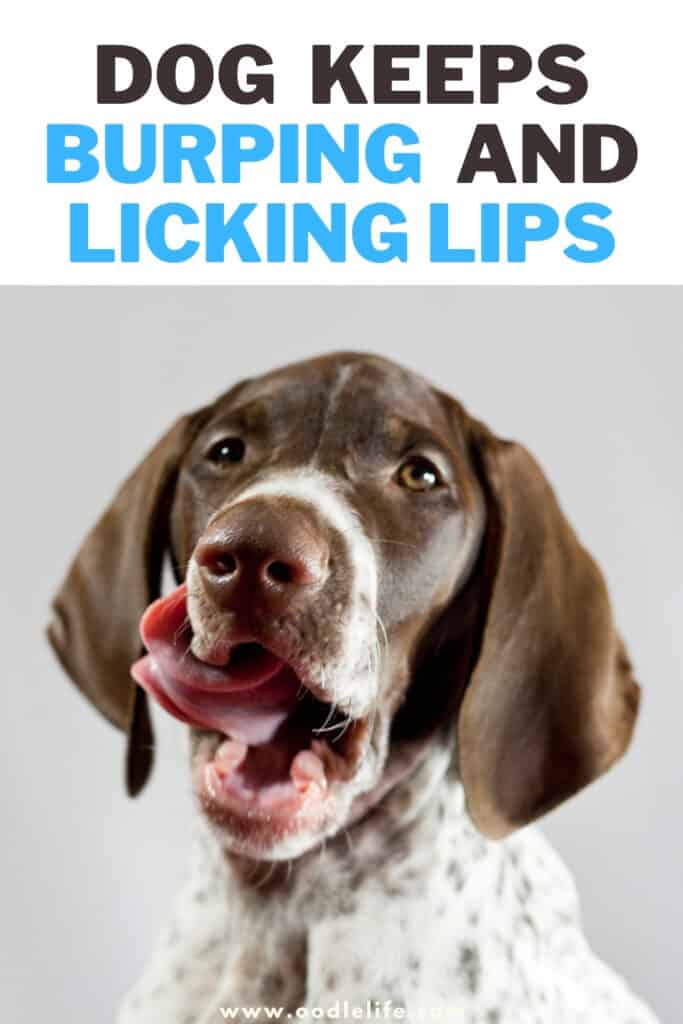dog keeps burping and licking lips