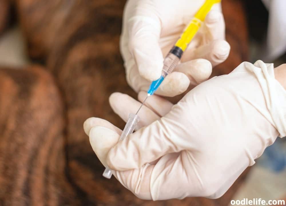 Dog Kidney Failure When To Euthanize Oodle Life