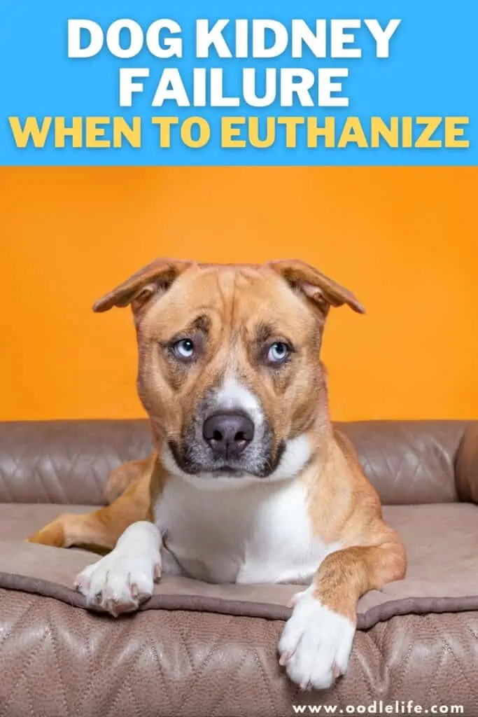 dog kidney failure when to euthanize