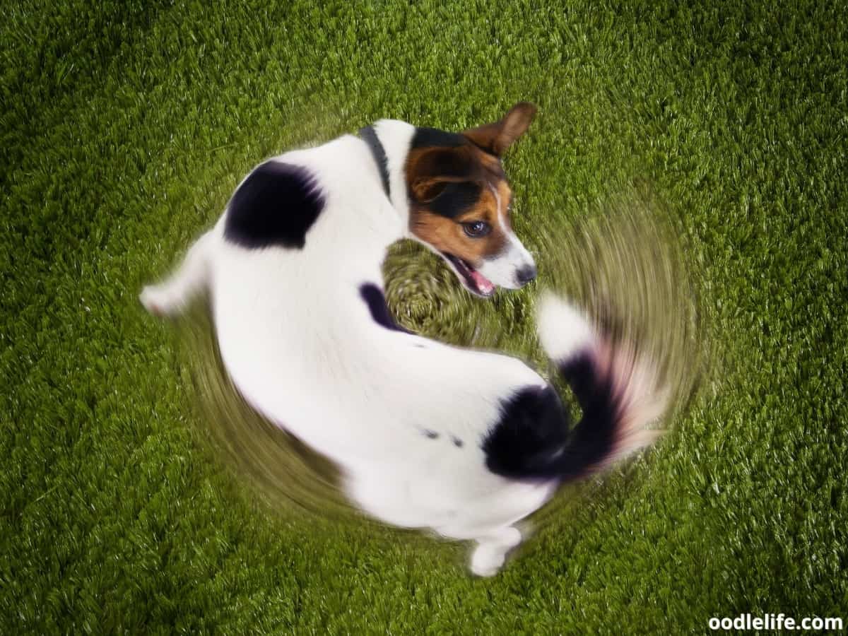 Why Do Dogs Lick Their Butt? [5 Reasons] Oodle Life