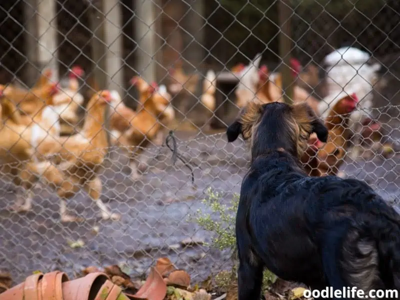 dog looking at chickens