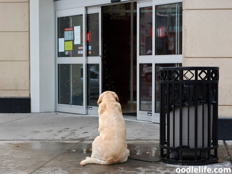 dog-outside-a-store