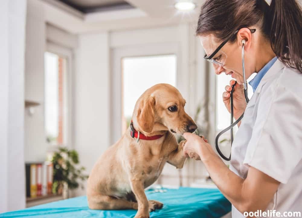 Dog Pads Peeling [What To Do] Oodle Life