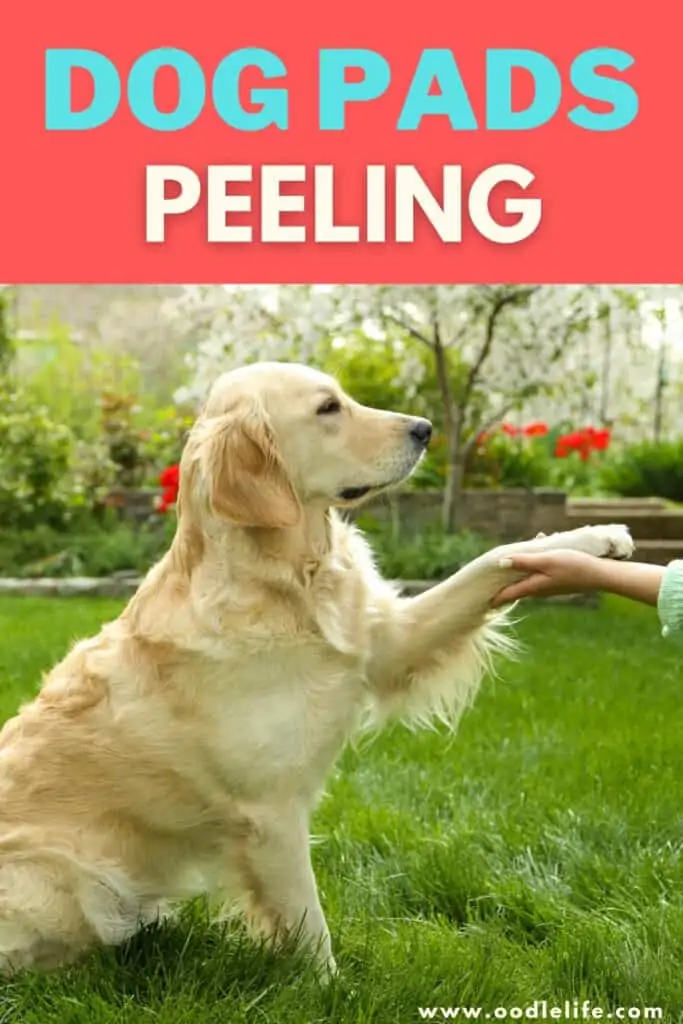dog pads peeling
