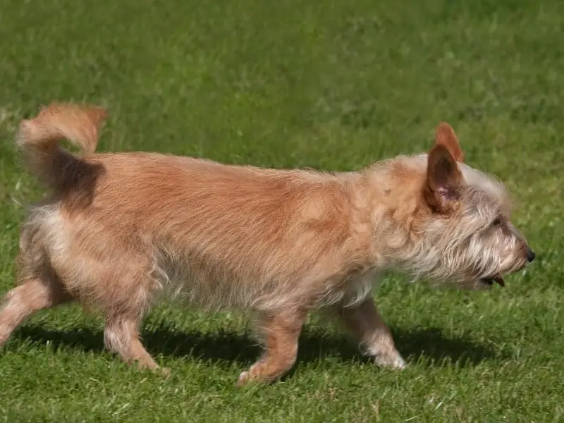 dog passing by the grass