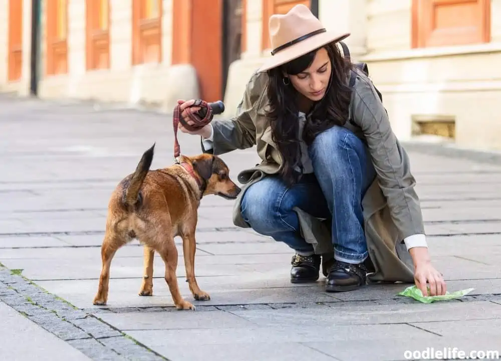 dog poop is dry and crumbly