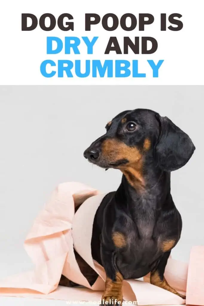 dog poop is dry and crumbly