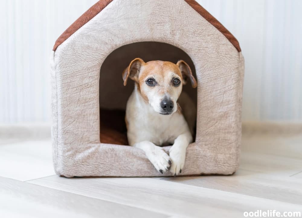What to do when dog poops in house