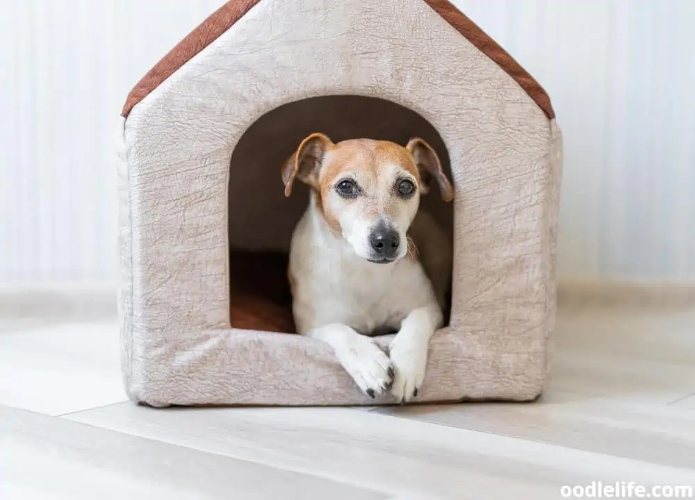 dog poops in house after being outside