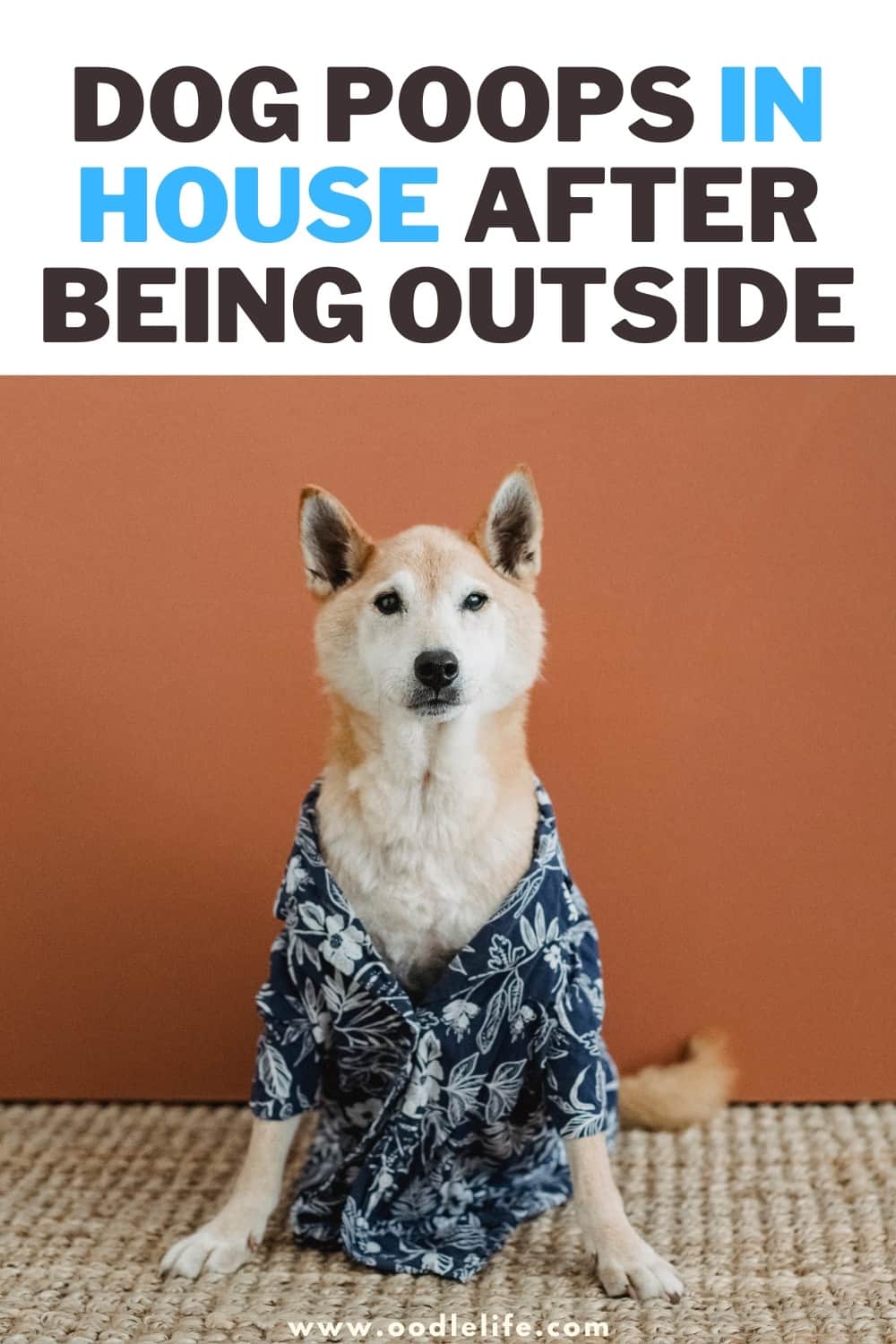 Help! My Dog Poops In House After Being Outside Oodle Life