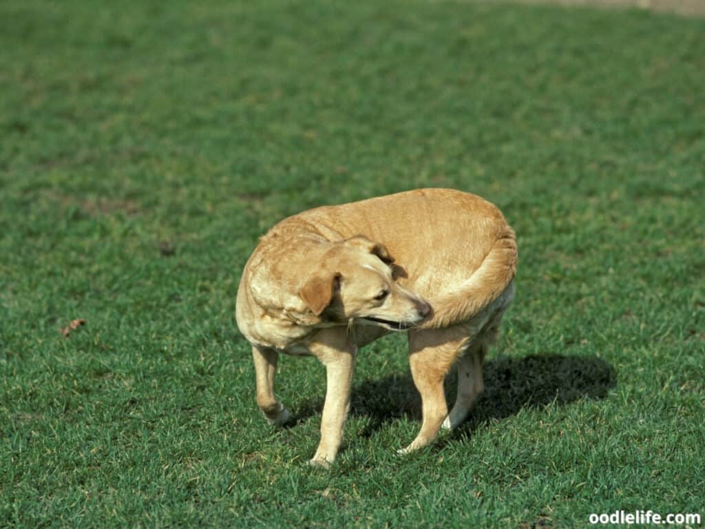 dog reaching tail