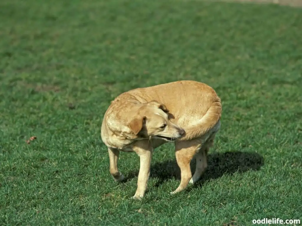 dog reaching tail