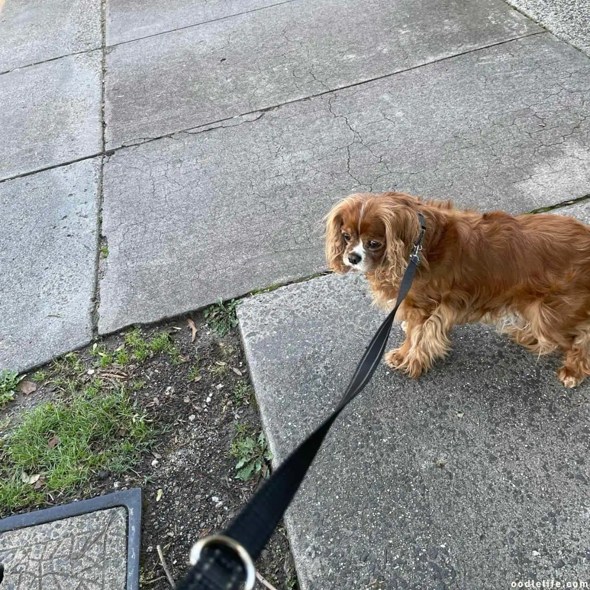 dog ready for a walk