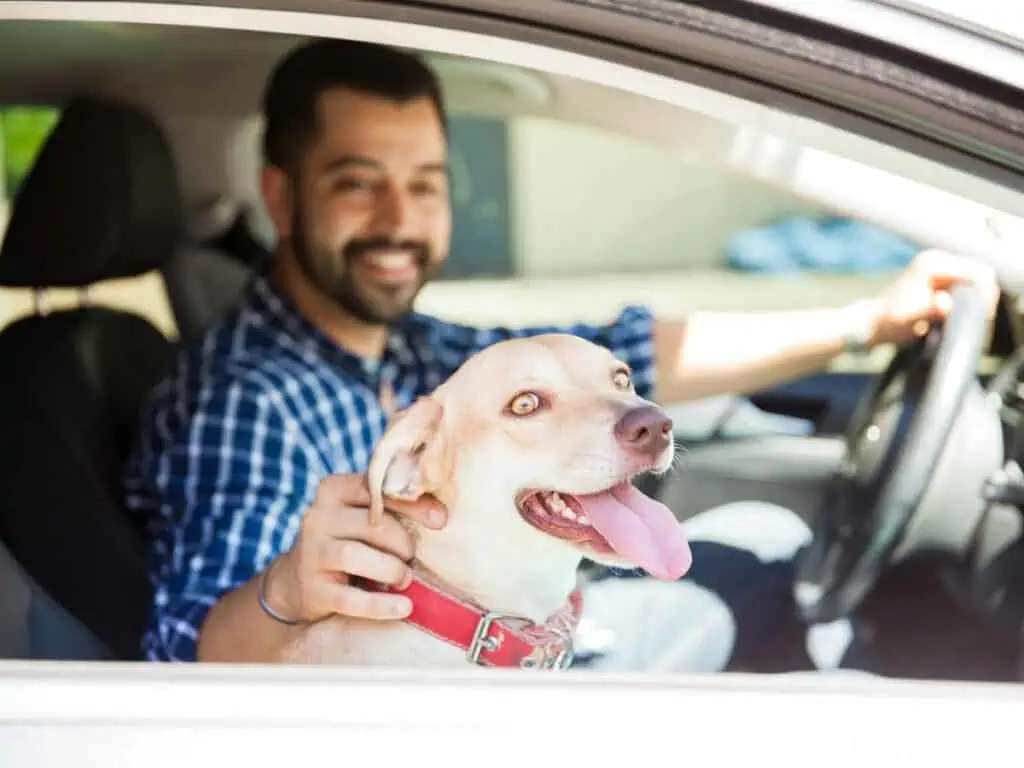 dog sitting in the passenger seat