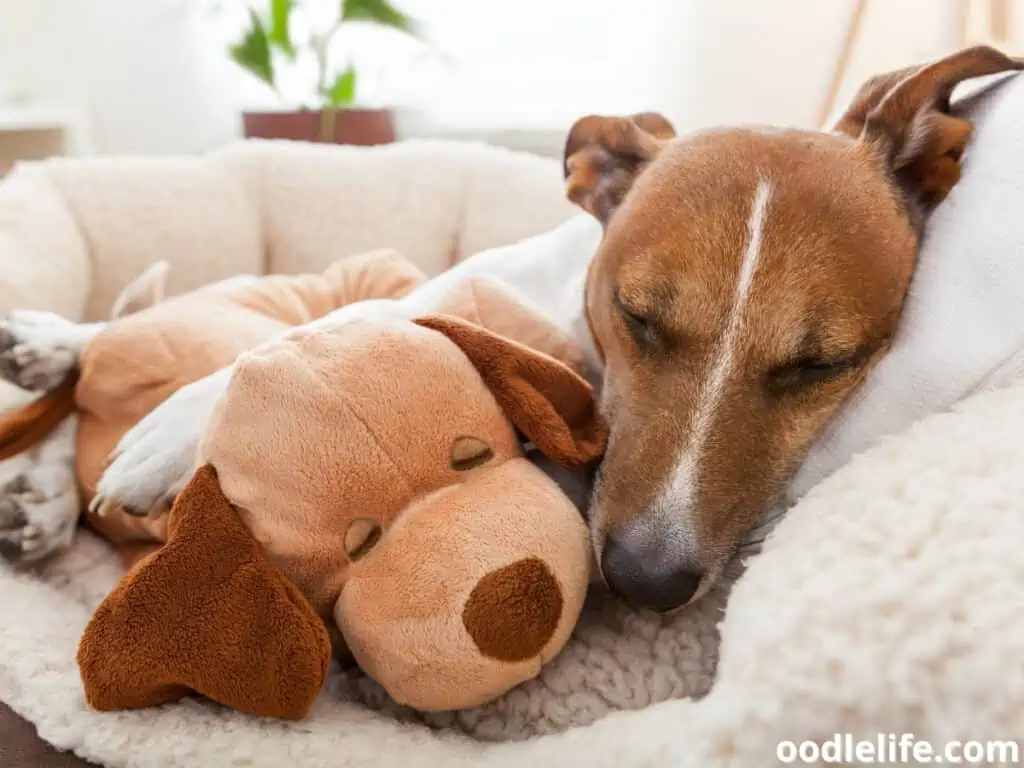 dog sleeps on his bed