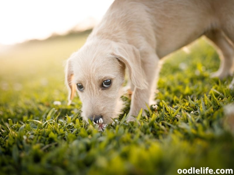 why-can-t-my-dog-hold-his-poop-here-s-what-to-do-next-keepingdog