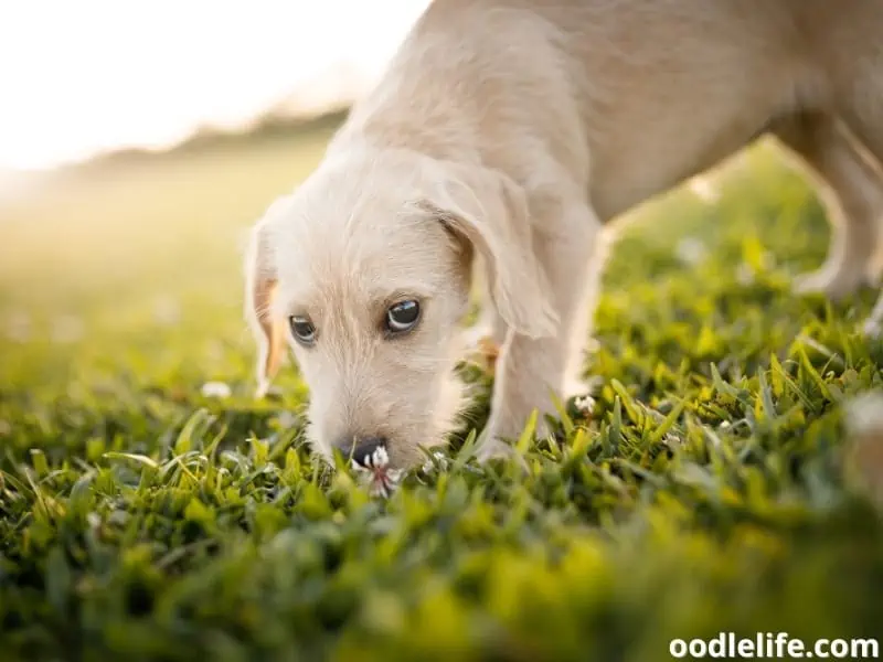 dog sniffing grass