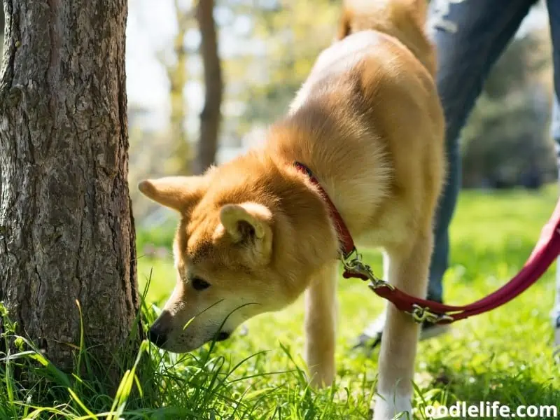 dog sniffing pee