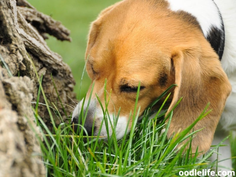 dog sniffing the grass
