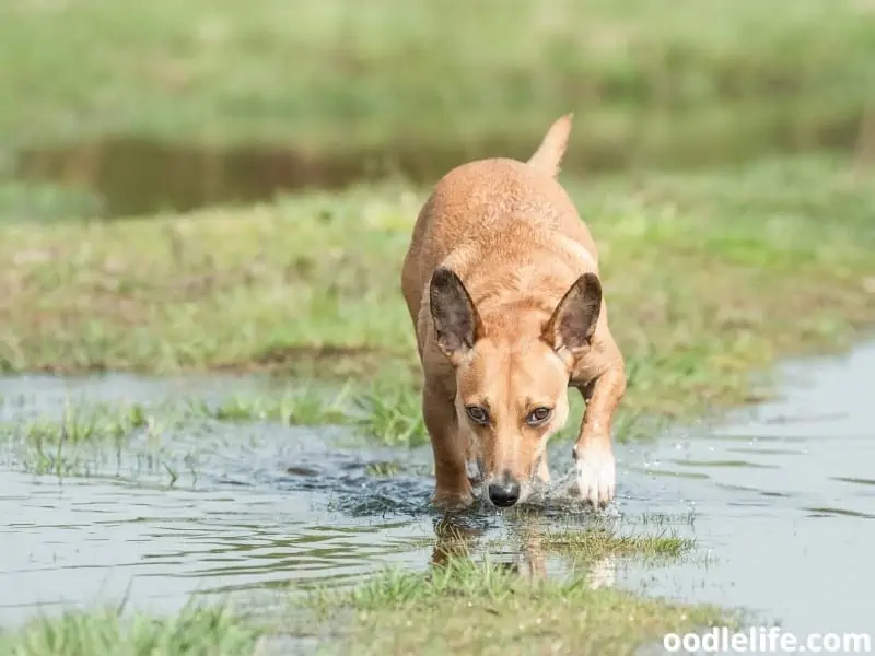 dog sniffing