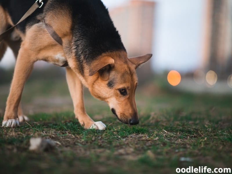 do dogs like coffee smell