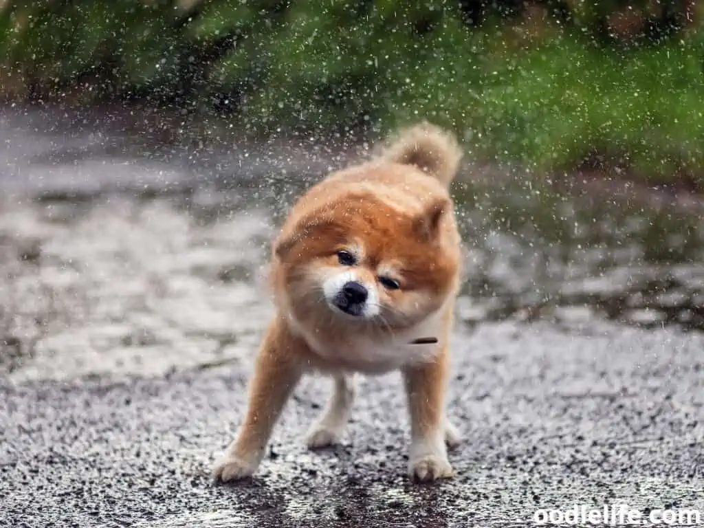dog soaked in the rain