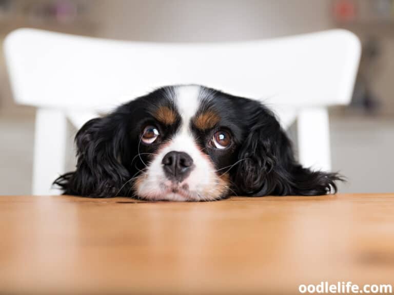 Dog Side Eye Explained (Why Does My Dog Give Me Side Eyes?) Oodle Life