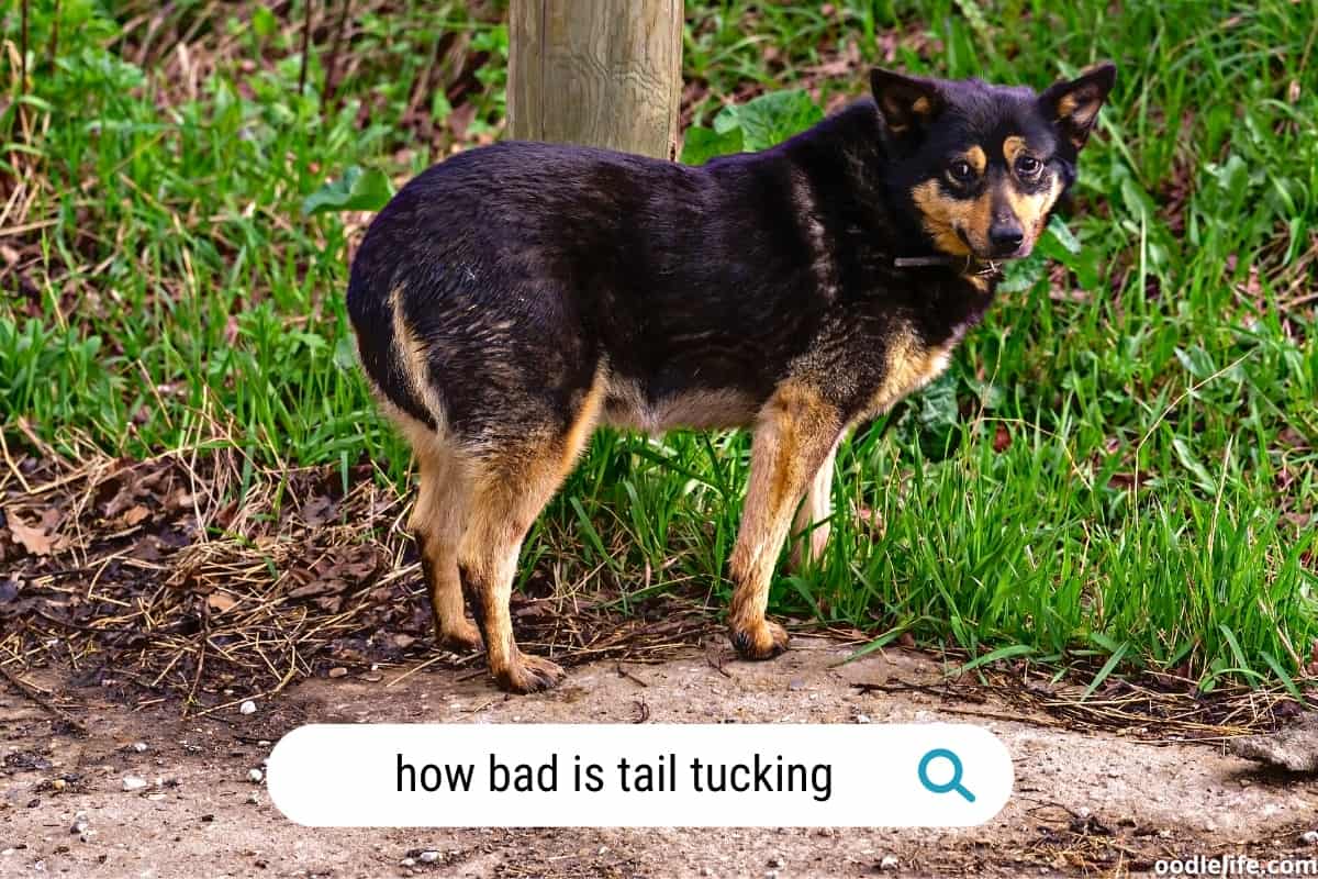 How bad is tail tucking? Why is my dog tucking his tail between his legs?