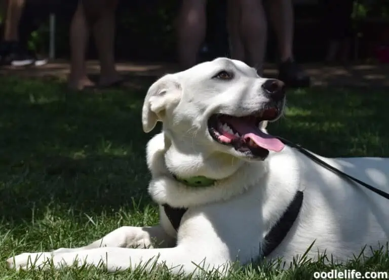 11 Causes of Dog Trembling Bottom Jaw