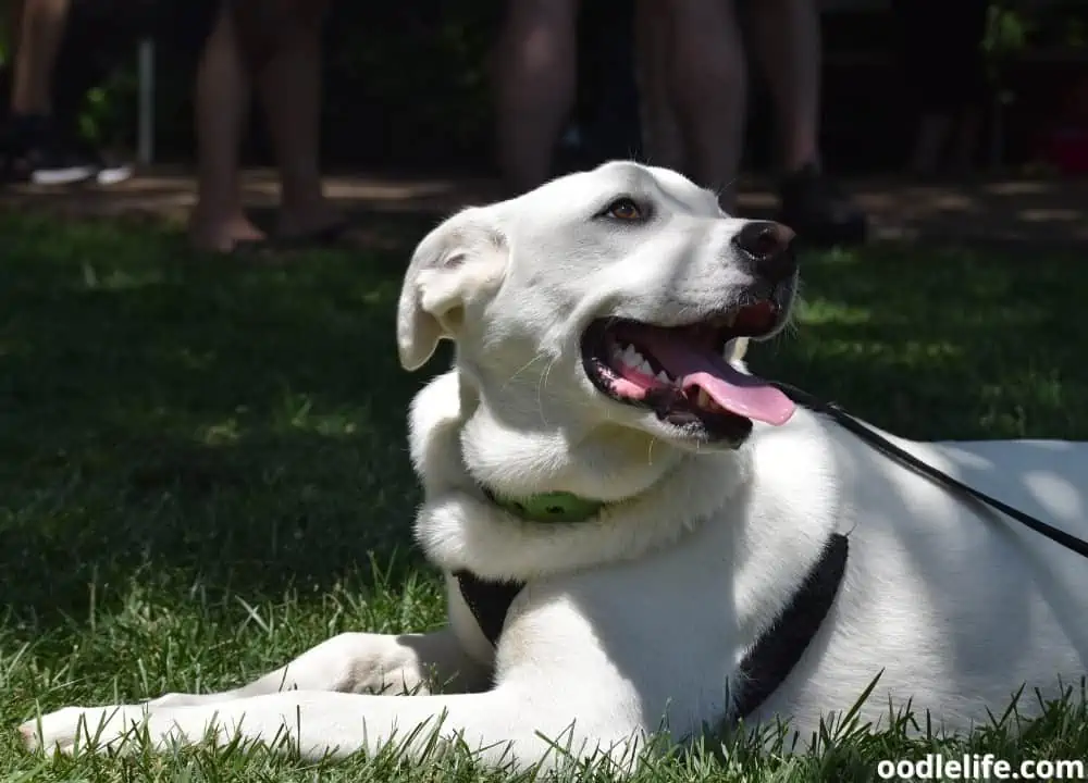 dog trembling bottom jaw