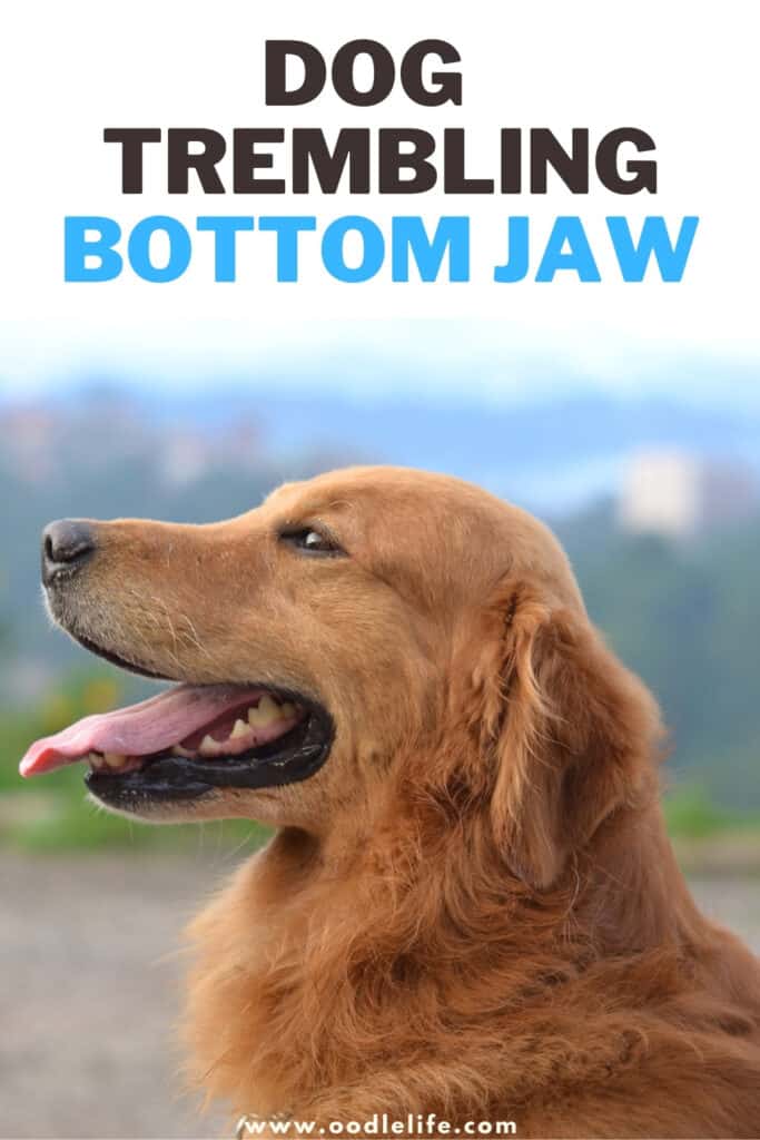 dog trembling bottom jaw