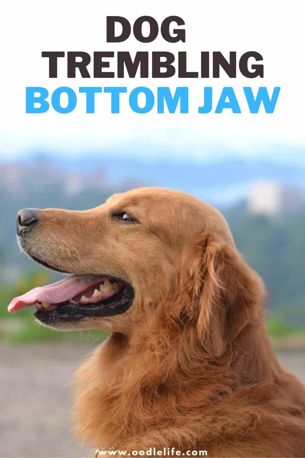 11 Causes Of Dog Trembling Bottom Jaw Oodle Life