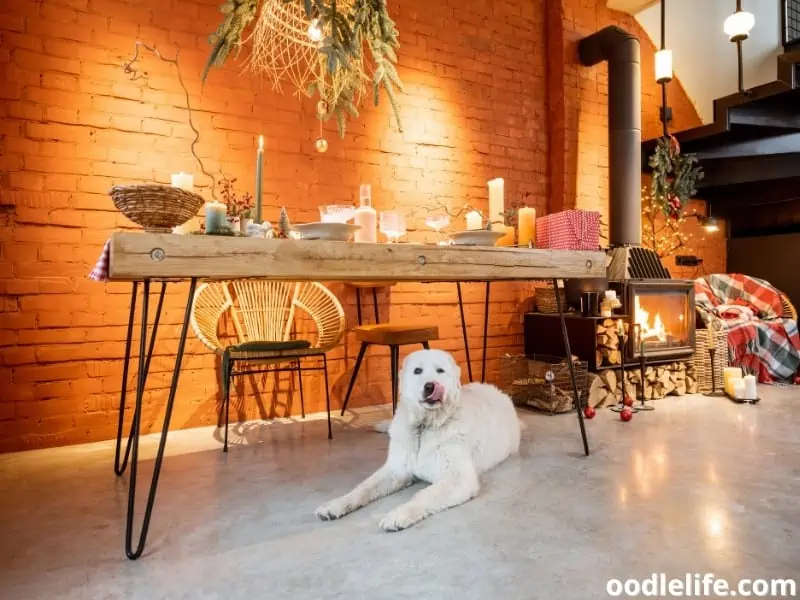 dog under the table licking